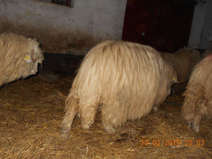 DSCN1117 - Balele anoastre