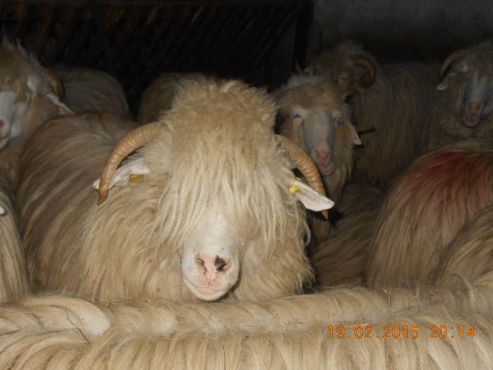 DSCN1135 - Balele anoastre