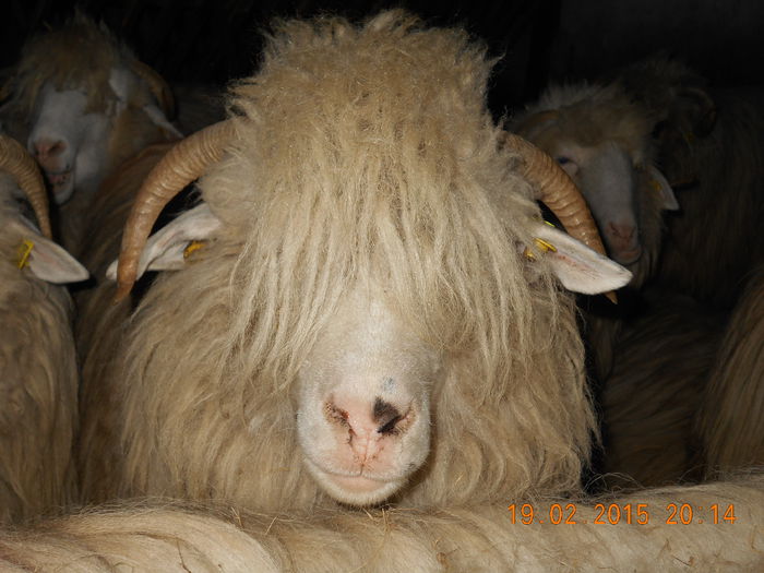 DSCN1137 - Balele anoastre