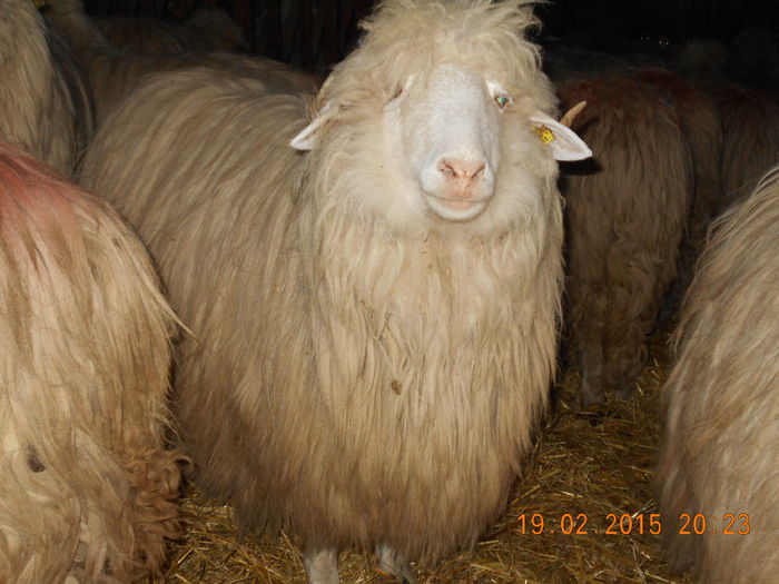 DSCN1140 - Balele anoastre