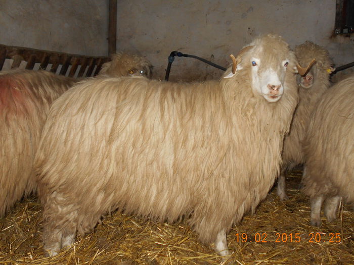 DSCN1143 - Balele anoastre