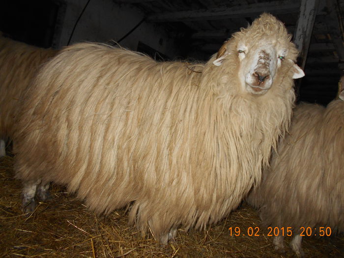 DSCN1146 - Balele anoastre