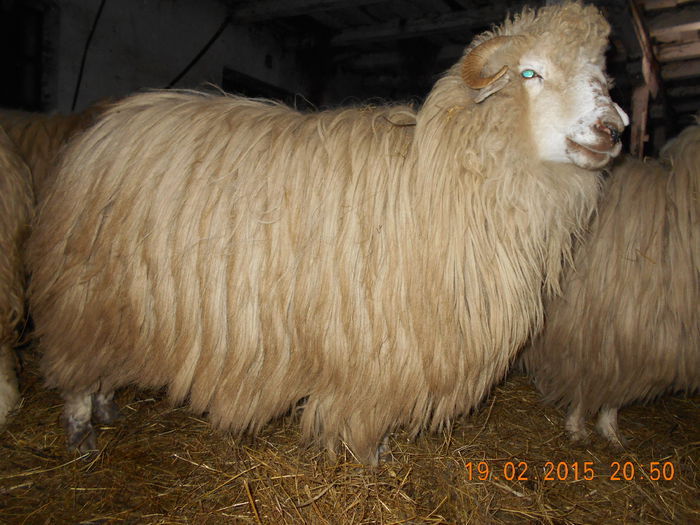 DSCN1147 - Balele anoastre