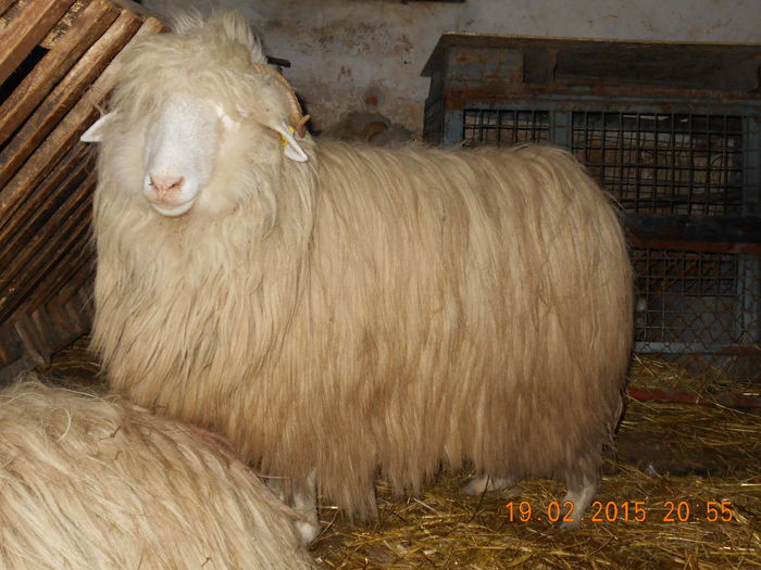 DSCN1157 - Balele anoastre