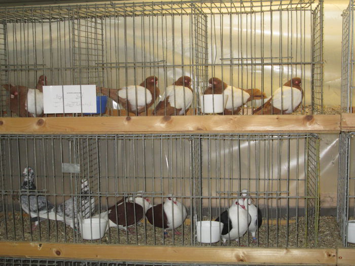 IMG_2815 - 28 - TARG DE ANIMALE IN GERMANIA - BUCHLOE