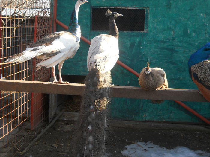 Picture 1196 - PAUNI DE VÂNZARE