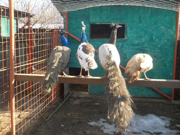 Picture 1204 - PAUNI DE VÂNZARE