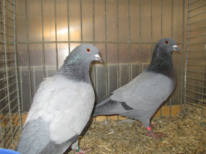 IMG_2830 - 28 - TARG DE ANIMALE IN GERMANIA - BUCHLOE