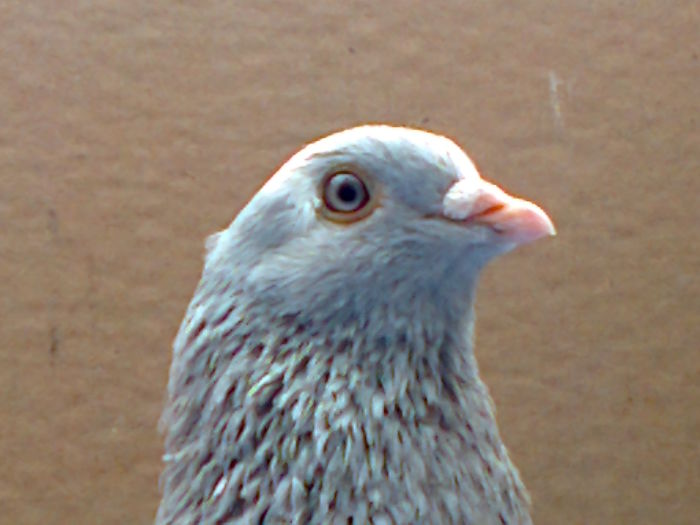 ROLLER DE BIRMINGHAM