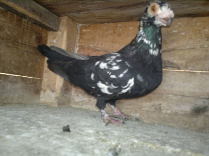 2015-02-21-7301 - pui 2012