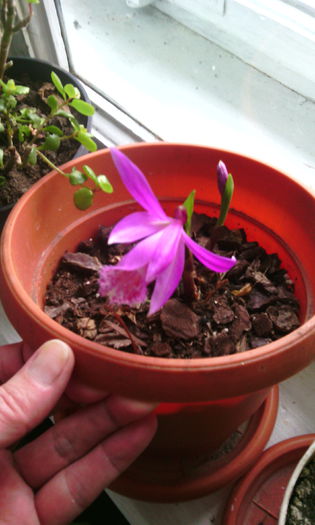 pleione formosana 2015