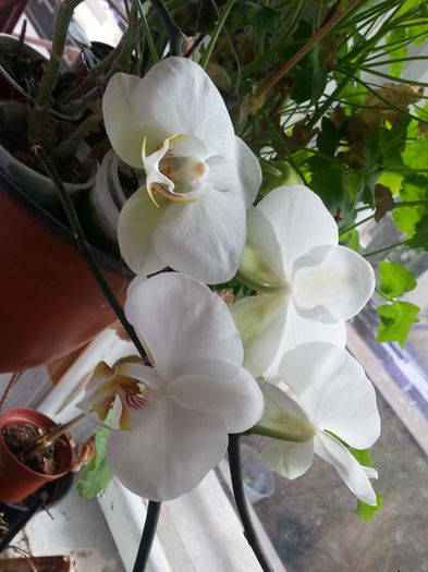 20150222_045319 - Orhidei