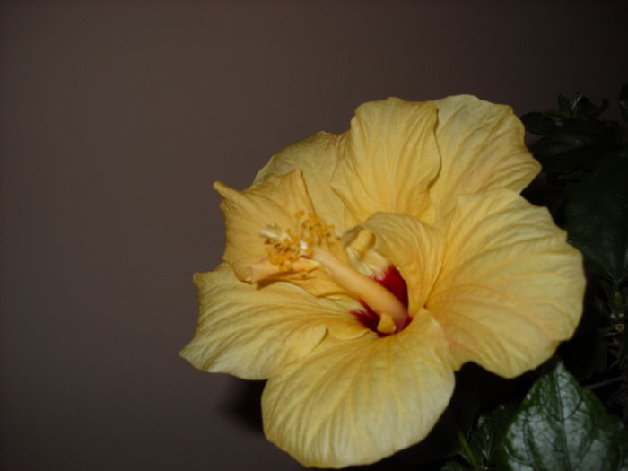 Classic Yellow - HIBISCUS-2015