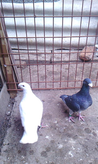 IMG_20150222_141418 - Voiajori germani