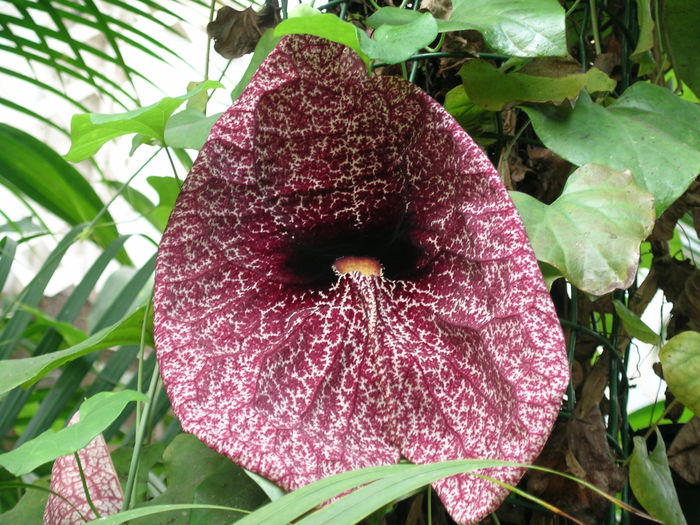 Aristolochia_grandiflora