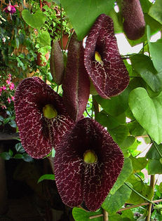 aristolochia elegans - achizitii-00