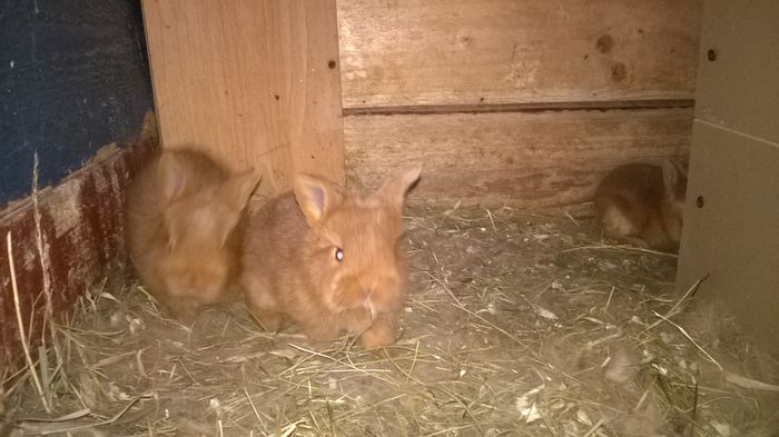 WP_20150222_008 - cuib din 01-02-2015