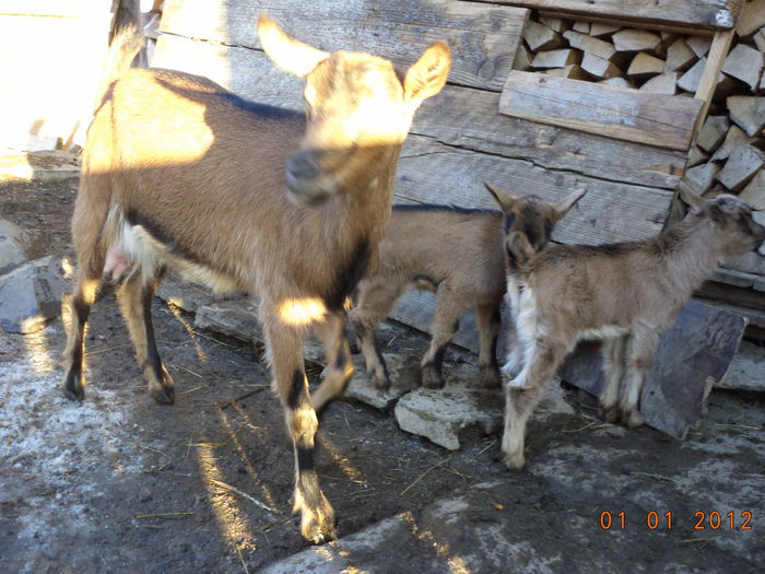 Caprioara cu soarele in ochi - FATARI ALPINELE-2015-IEZISORII