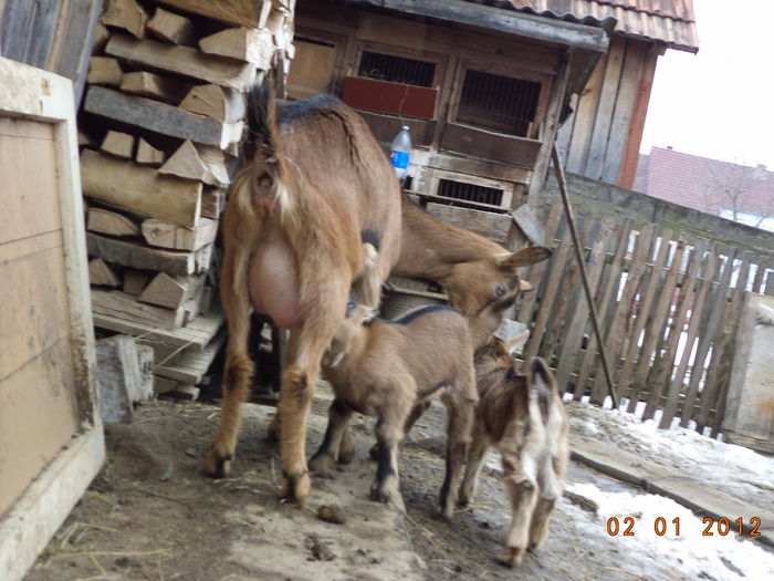 Caprioara mama buna-3 - FATARI ALPINELE-2015-IEZISORII