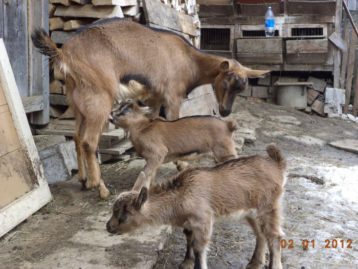 I s-a facut foame la tapuc - FATARI ALPINELE-2015-IEZISORII