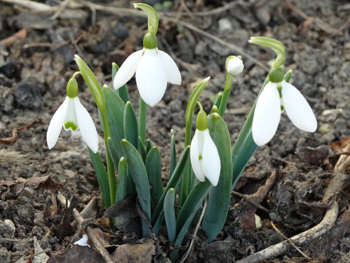 dar afara miroase a primavara - m-iarna2014-2015