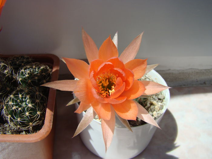 Pseudolobivia sp X Lobivia sp.; Pseudolobivia a avut floare alba si lobivia floare portocalie. Floarea e mai lunga decat la lobivia.
A inflorit prima data in 2013.
