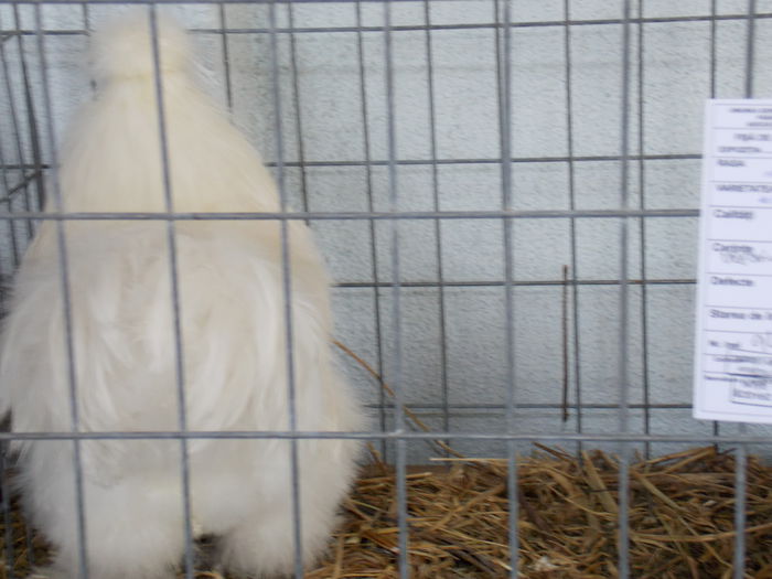 DSCN0255 - EXPO-2015-AVIROM-BRASOV