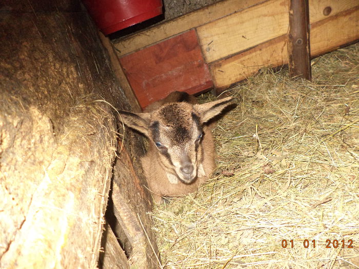 Juniorul se odihneste