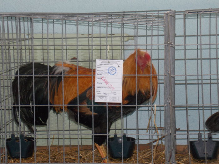 DSCN0279 - EXPO-2015-AVIROM-BRASOV
