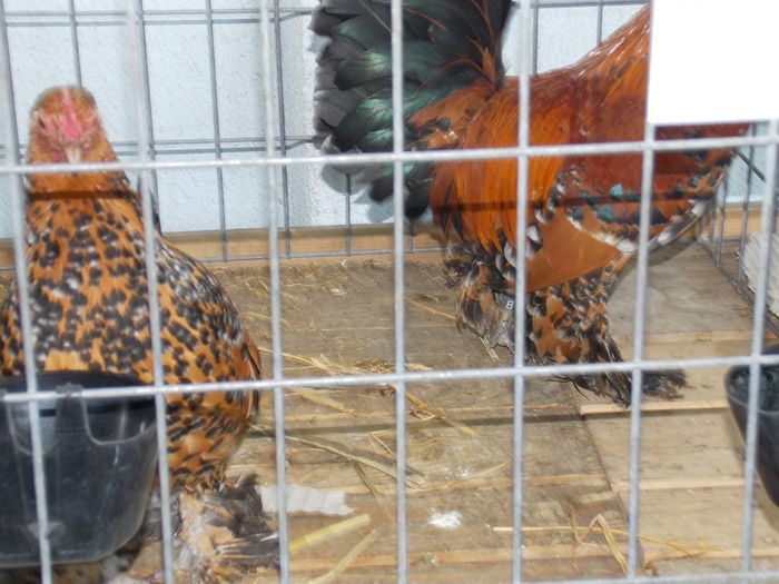 DSCN0295 - EXPO-2015-AVIROM-BRASOV