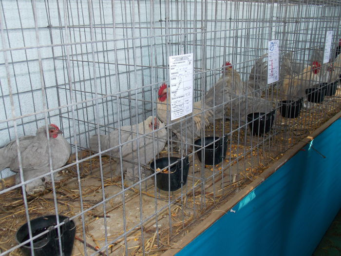 DSCN0301 - EXPO-2015-AVIROM-BRASOV