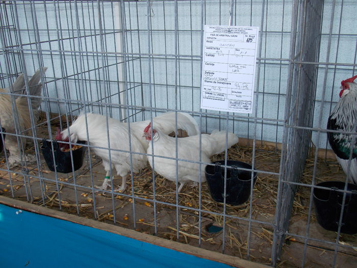 DSCN0303 - EXPO-2015-AVIROM-BRASOV