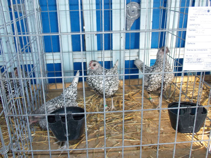 DSCN0304 - EXPO-2015-AVIROM-BRASOV