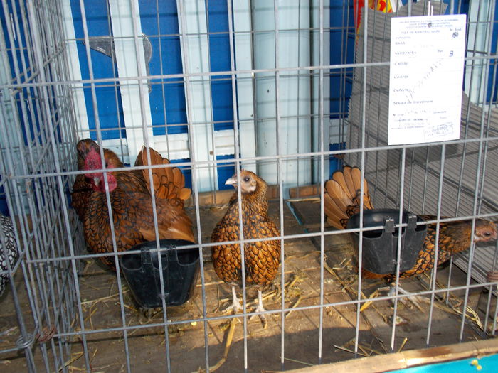 DSCN0306 - EXPO-2015-AVIROM-BRASOV