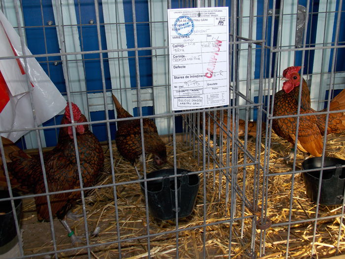 DSCN0307 - EXPO-2015-AVIROM-BRASOV