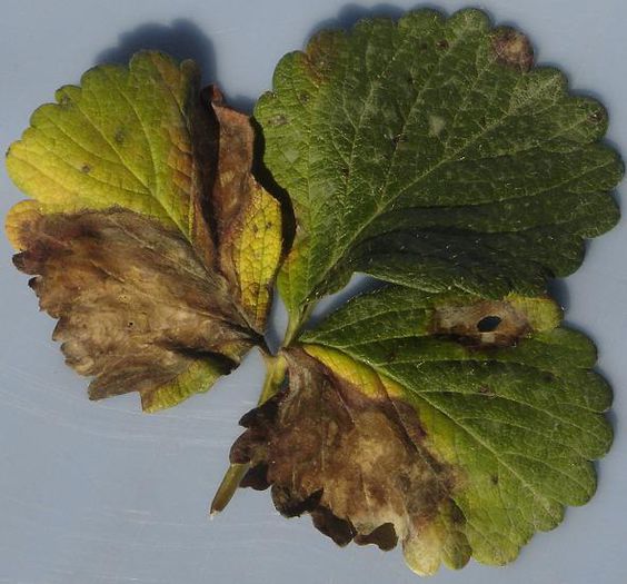 Diplocarpon earliana3