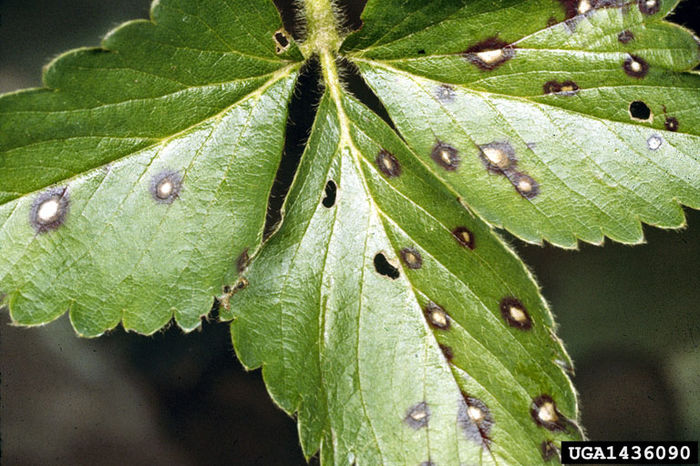 Mycospheraella fragariae 1 - Boli si tratamente la capsuni