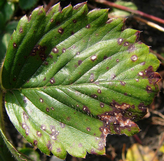 Mycospheraella fragariae2