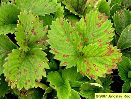 Mycospheraella fragariae4