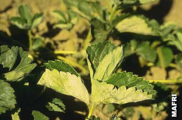 Sphaerotheca macularis3