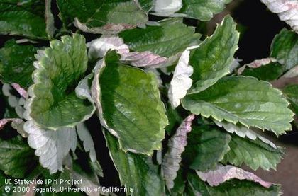 Sphaerotheca macularis7