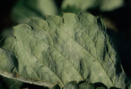 Sphaerotheca macularis9