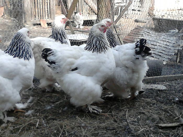 DSC_0502 - BRAHMA 2015