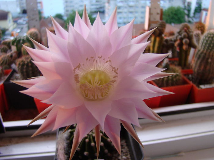 Echinopsis Borla Purple - Echinopsis 2014