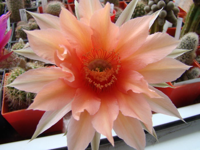 Echinopsis Salmon Queen