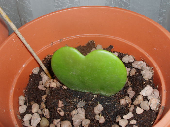 hoya - sfarsit de februarie 2015