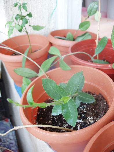 hoya - sfarsit de februarie 2015