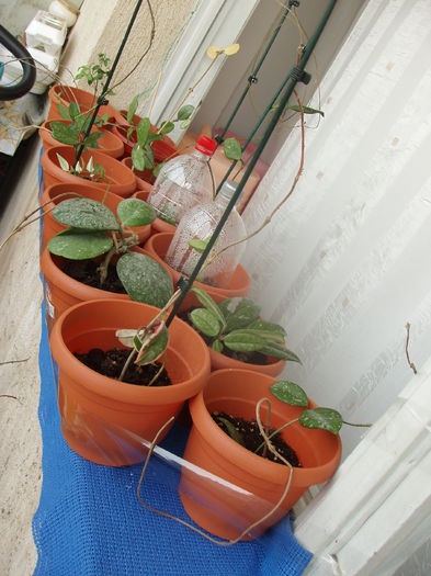 hoya - sfarsit de februarie 2015