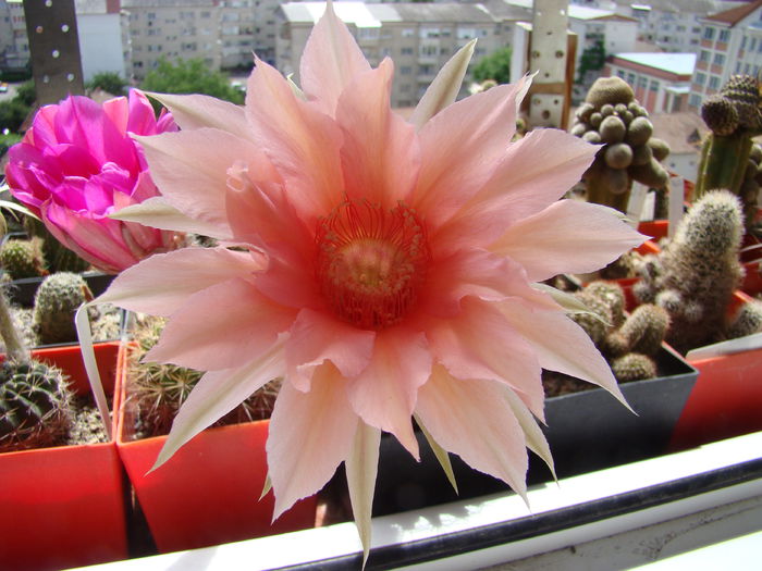 Echinopsis Salmon Queen