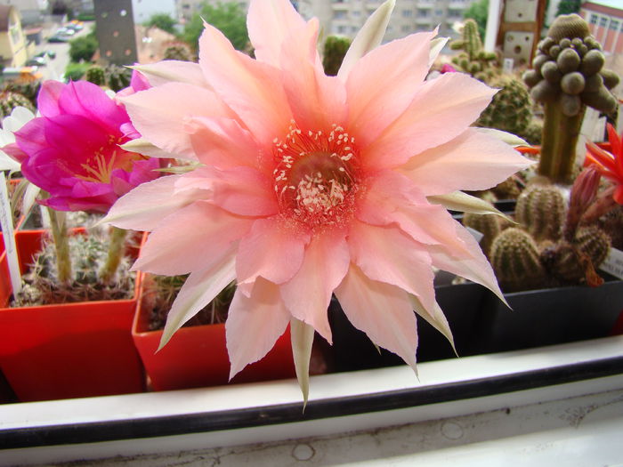 Echinopsis Salmon Queen